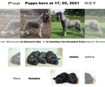 Small Photo #11 Schnauzer (Giant) Puppy For Sale in Hatvan, Heves, Hungary