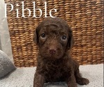 Puppy Pibble Poodle (Miniature)