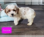 Image preview for Ad Listing. Nickname: Cassie