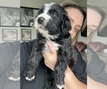 Small #2 Bernedoodle