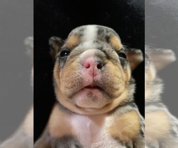 Medium Photo #10 Bulldog Puppy For Sale in EASTVALE, CA, USA
