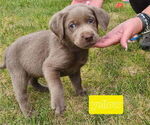 Small Photo #8 Labrador Retriever Puppy For Sale in HAGERMAN, ID, USA