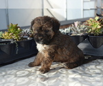 Small #3 Poodle (Miniature)