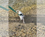 Small Photo #3 Labrador Retriever-Unknown Mix Puppy For Sale in Oakhurst, NJ, USA