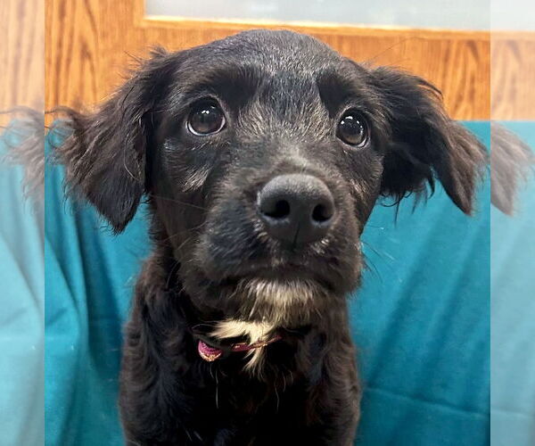 Medium Photo #1 Mutt Puppy For Sale in Jefferson, WI, USA