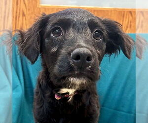 Mutt Dogs for adoption in Jefferson, WI, USA