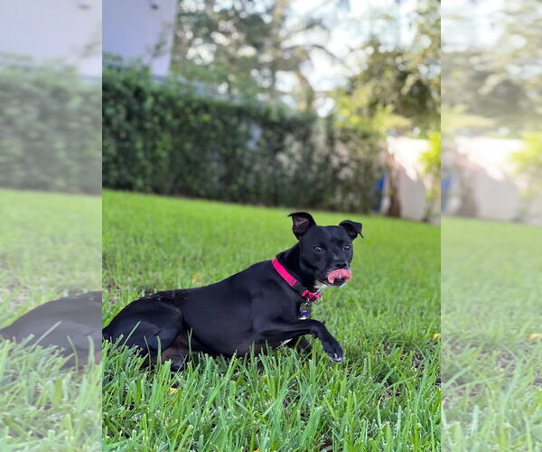 Medium Photo #1 American Bulldog-Unknown Mix Puppy For Sale in Miami, FL, USA