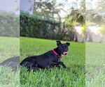 Small American Bulldog Mix