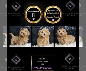 Maltipoo Puppy for sale in WARSAW, IN, USA