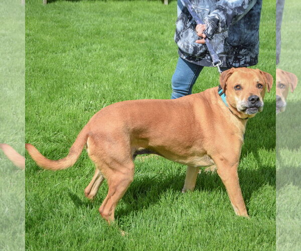 Medium Photo #2 American Staffordshire Terrier-Unknown Mix Puppy For Sale in Huntley, IL, USA