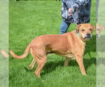 Small #1 American Staffordshire Terrier Mix