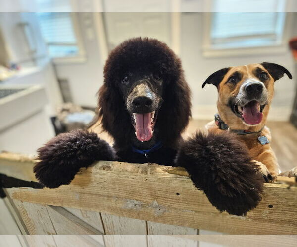 Medium Photo #4 Poodle (Standard) Puppy For Sale in Chicago, IL, USA
