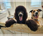 Small #3 Poodle (Standard)