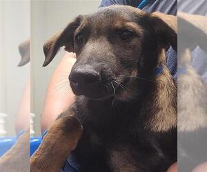 German Shepherd Dog-Unknown Mix Dogs for adoption in Bakersfield, CA, USA