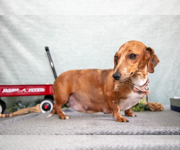 Medium Photo #1 Dachshund Puppy For Sale in ELIZABETHTOWN, PA, USA