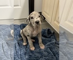 Small Photo #3 Great Dane Puppy For Sale in SHREVEPORT, LA, USA