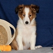 Small Photo #5 Shetland Sheepdog Puppy For Sale in CHRISTIANA, PA, USA