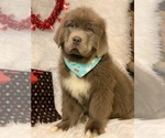 Small Photo #3 Newfoundland Puppy For Sale in DALE, IN, USA