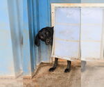 Small #2 Labrador Retriever Mix