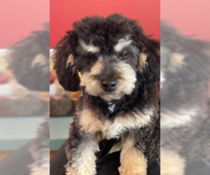 Miniature Bernedoodle Dogs for adoption in Lewistown, PA, USA
