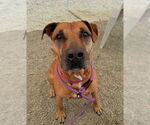 Small #1 Boxer Mix