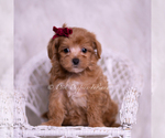 Small Photo #71 Maltipoo (Miniature) Puppy For Sale in WARSAW, IN, USA