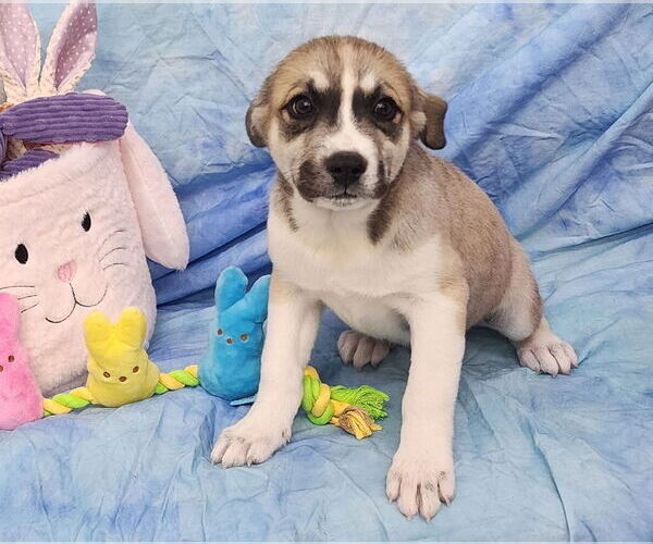 Medium Photo #3 Labsky Puppy For Sale in Wetumpka, AL, USA