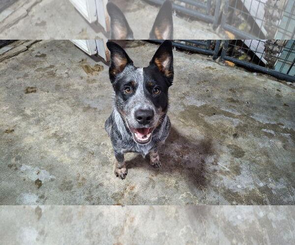 Medium Photo #2 Mutt Puppy For Sale in Sebec, ME, USA