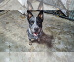 Small #1 Mutt