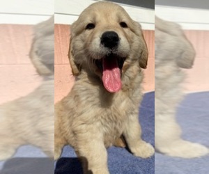 Golden Retriever Puppy for sale in SANTA ANA, CA, USA