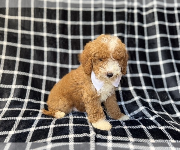 Medium Photo #2 Poodle (Miniature) Puppy For Sale in LAKELAND, FL, USA