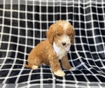 Small #1 Poodle (Miniature)