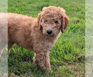 Goldendoodle Puppy for Sale in LONG BEACH, Washington USA