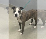 *BIRCH - Male Mutt Dog for Adoption - Small photo