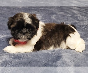 Shih Tzu Puppy for sale in NORTH SACRAMENTO, CA, USA