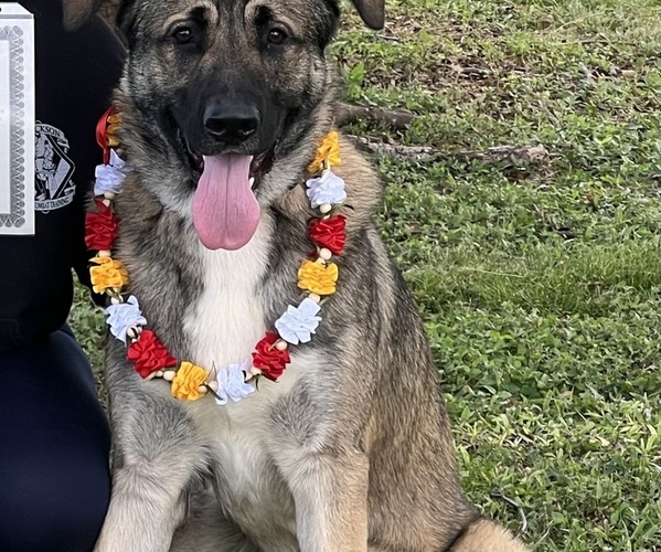 Medium Photo #1 German Shepherd Dog Puppy For Sale in SAN ANTONIO, TX, USA