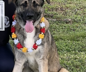 Father of the German Shepherd Dog puppies born on 06/15/2025