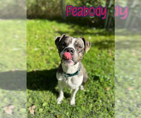 Medium Photo #1 Boxer-Unknown Mix Puppy For Sale in Port Clinton, OH, USA