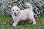 Small Photo #1 Goldendoodle Puppy For Sale in DOWLING PARK, FL, USA