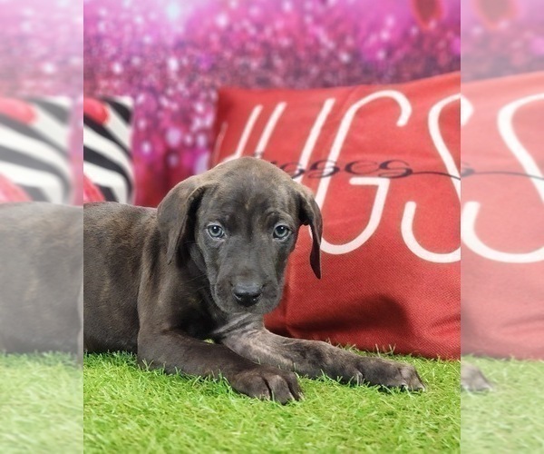 Medium Photo #9 Catahoula Leopard Dog Puppy For Sale in CUMBY, TX, USA