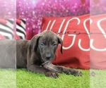 Small #8 Catahoula Leopard Dog