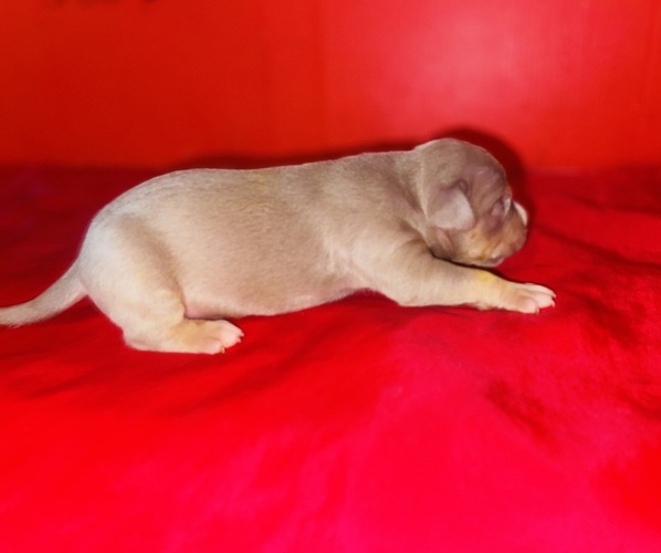 Medium Photo #3 American Bully Puppy For Sale in TRENTON, NJ, USA