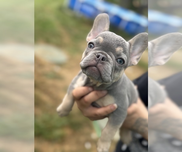 Medium Photo #8 French Bulldog Puppy For Sale in KENT, WA, USA