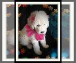 Small Photo #27 Sheepadoodle Puppy For Sale in RIALTO, CA, USA