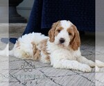 Small #3 Goldendoodle