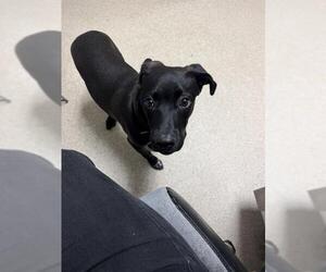 Chihuahua-Unknown Mix Dogs for adoption in Bakersfield, CA, USA
