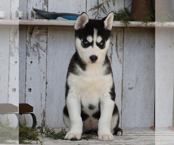 Medium Photo #5 Siberian Husky Puppy For Sale in FREDERICKSBG, OH, USA