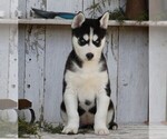 Small Photo #5 Siberian Husky Puppy For Sale in FREDERICKSBG, OH, USA