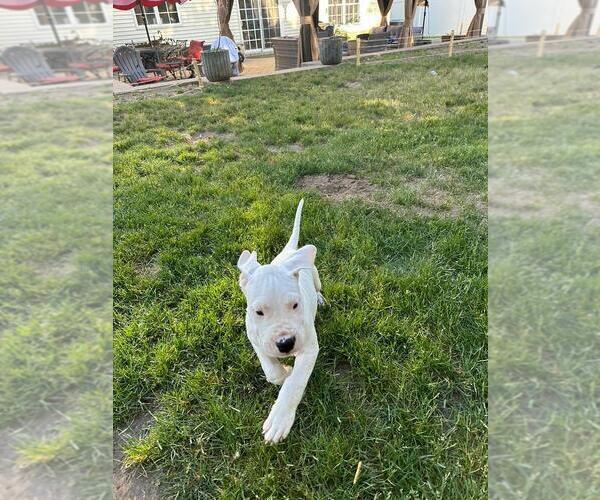 Medium Photo #2 Dogo Argentino Puppy For Sale in BROOMALL, PA, USA