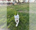 Small Photo #2 Dogo Argentino Puppy For Sale in BROOMALL, PA, USA